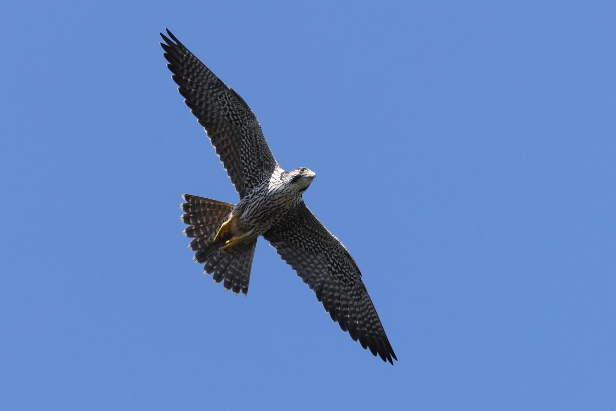 ハヤブサ 若鳥の攻防 ②_f0369315_12584684.jpg