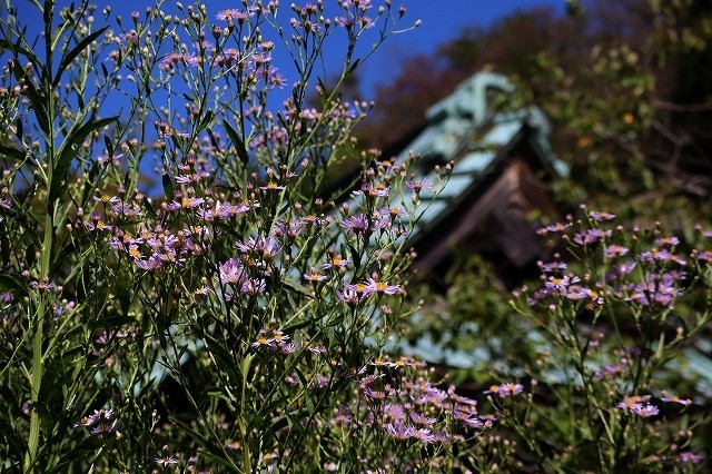 萩　海蔵寺_a0391145_21263667.jpg