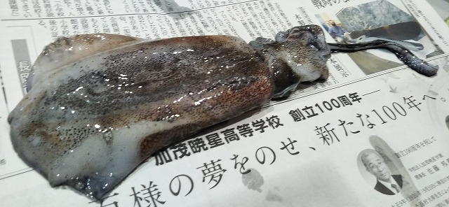 新潟発 キジハタ メバル釣り