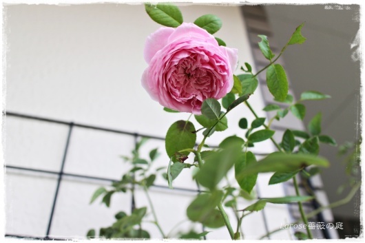 スピリット オブ フリーダム を南庭に La Rose 薔薇の庭