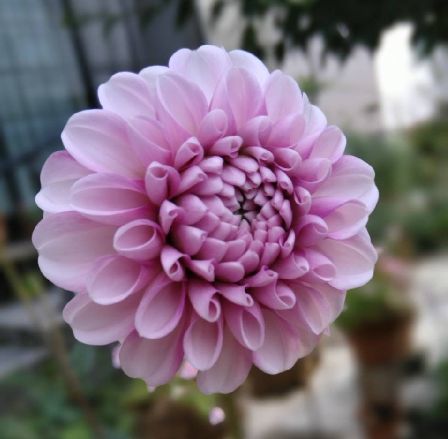 ワイン代わり_c0024861_07071015.jpg