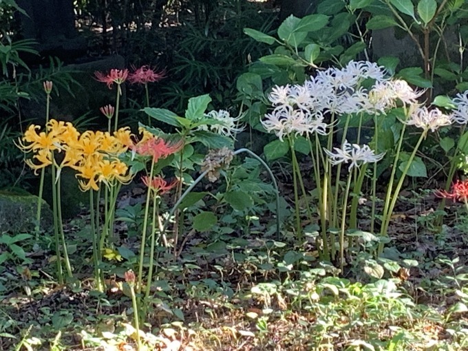 宝蔵院の彼岸花（東京都葛飾区）_f0148563_10350135.jpg