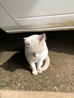 きょうの猫ら_f0363168_20431833.png