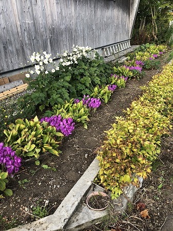 たまには北側花壇・・イヌサフラン_d0251572_09501224.jpg