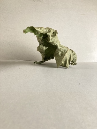 ANIMAL_c0201876_11362680.jpeg