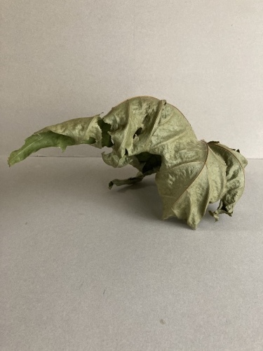 ANIMAL_c0201876_11364826.jpeg