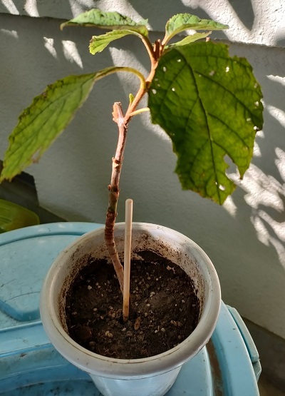 カシワバアジサイ 挿し木成功してプレゼントされる の巻 健気に育つ植物たち