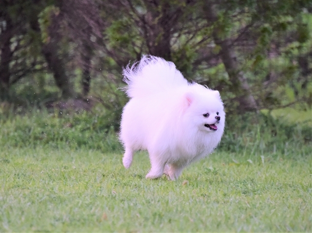 わたしだけが狙われる_d0360206_18104264.jpg