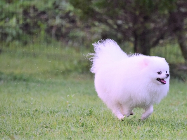 わたしだけが狙われる_d0360206_18104510.jpg