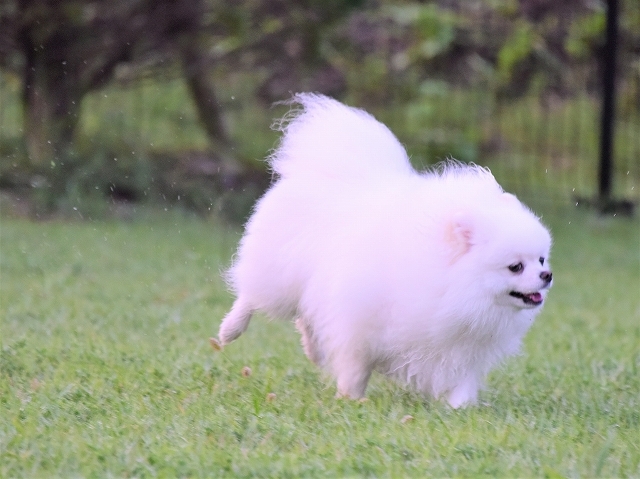 わたしだけが狙われる_d0360206_18104997.jpg