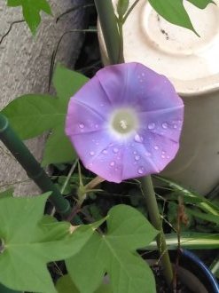 時期遅れの朝顔(岡)_f0354314_20115882.jpg