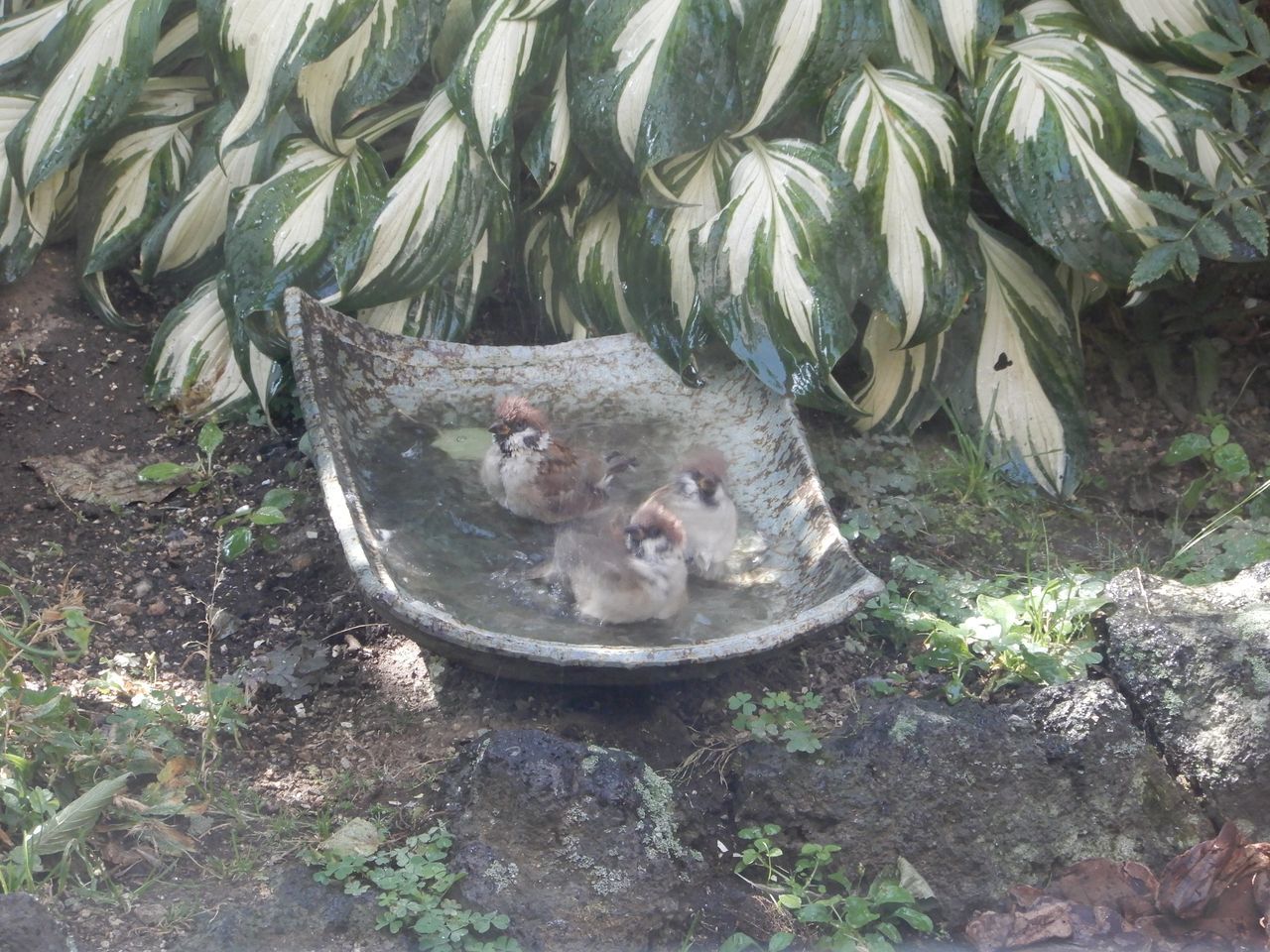 最低気温が一桁をうかがう_c0025115_21230750.jpg