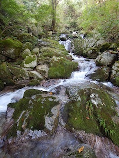 不動山想定沢登り…貝月谷_c0359615_08522141.jpg