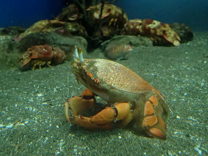 京急油壺マリンパーク「魚の国」：相模の海から②～セミエビのなる木、アサヒガニは真っすぐ歩く_b0355317_21130529.jpg