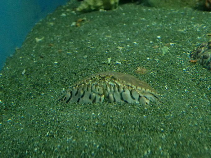 京急油壺マリンパーク「魚の国」：相模の海から②～セミエビのなる木、アサヒガニは真っすぐ歩く_b0355317_21224108.jpg