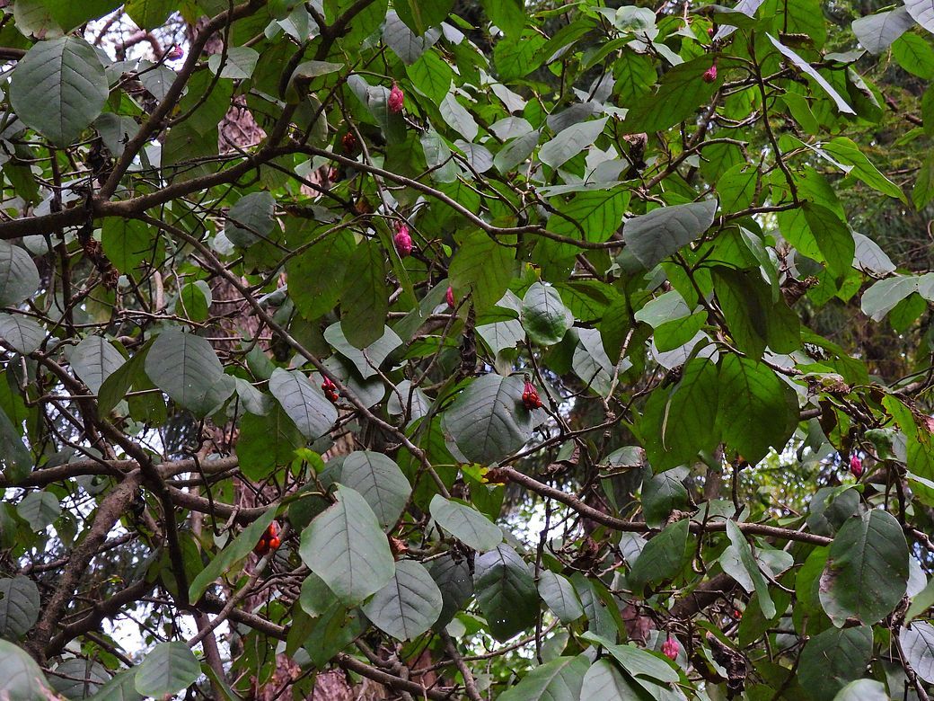 オオヤマレンゲの赤い果実がこんなに生ってるなんて・・・初めて♪・・・２２日の赤城自然園_a0031821_09143677.jpg