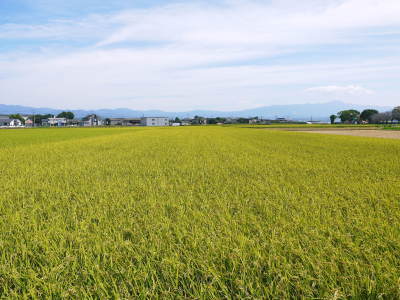 七城米 長尾農園 令和3年も美しすぎる田んぼで稲穂が頭を垂れ始めました!稲刈りは10月中旬です! _a0254656_17550409.jpg