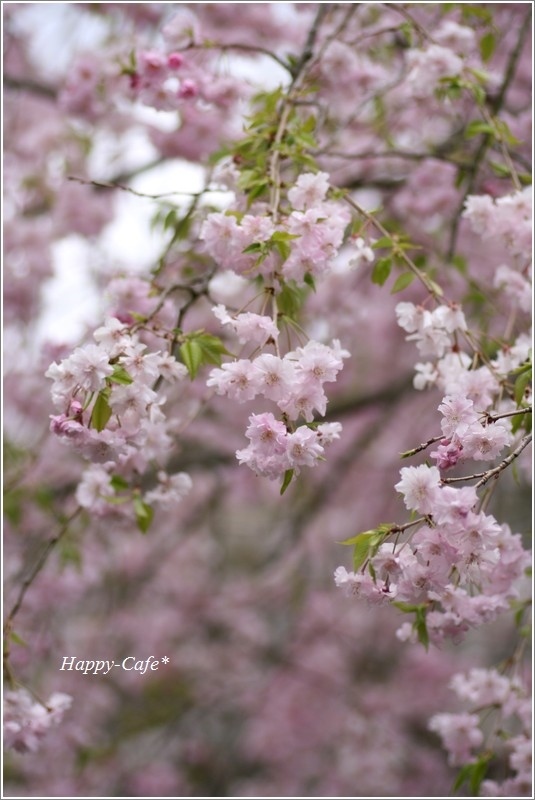 チュチュドレスのような花びら♪　～蓮花寺池公園の桜～_a0167759_22000878.jpg