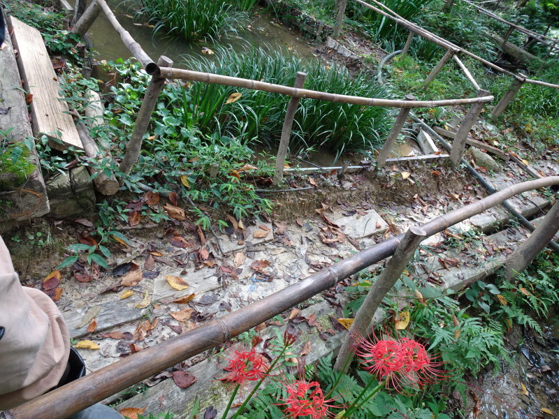 シュンランの道周辺の倒木の処理_c0108460_13465717.jpg
