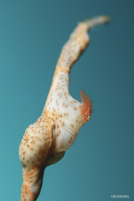 ボロカサゴ_e0158261_07324955.jpg