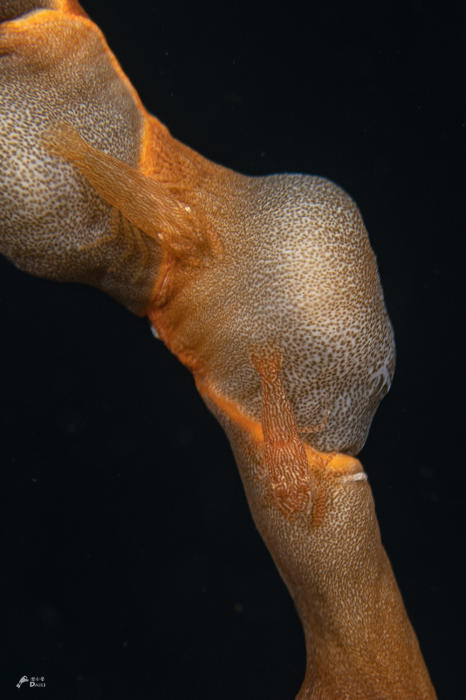 ボロカサゴ_e0158261_07341961.jpg