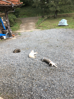のらねこ写真館_f0363168_20435703.png