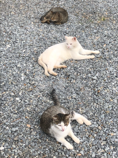 のらねこ写真館_f0363168_20443221.png