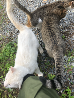 のらねこ写真館_f0363168_20444702.png