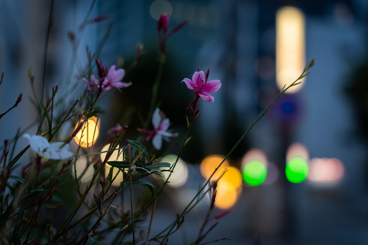 暮れなずむ初秋の東桜_d0353489_19355749.jpg