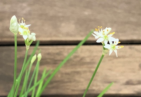 「にら」の花 と おうちごはん _d0249193_20531270.jpg