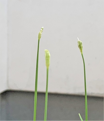 「にら」の花 と おうちごはん _d0249193_21050368.jpg