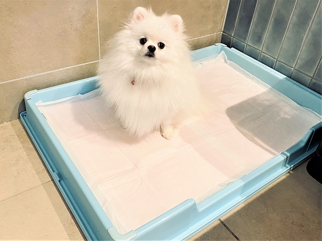 トイレトレーニング成功の秘訣_d0360206_19213194.jpg