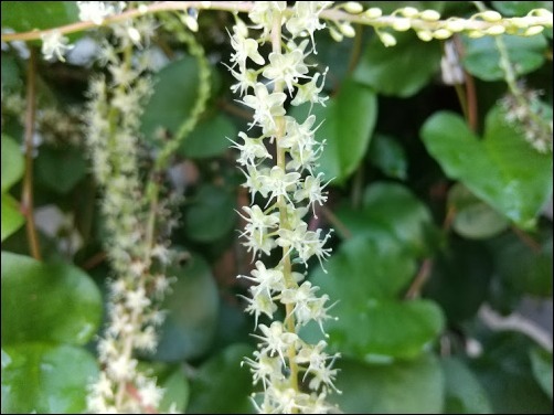 雲南百薬 うんなんひゃくやく おかわかめ は体にいい 元気ばばの青春日記 気持ちだけは２０歳