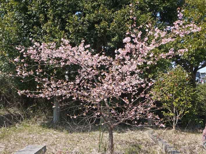 大ショック！記念樹の初太郎桜が伐られた9・20_c0014967_17090456.jpg