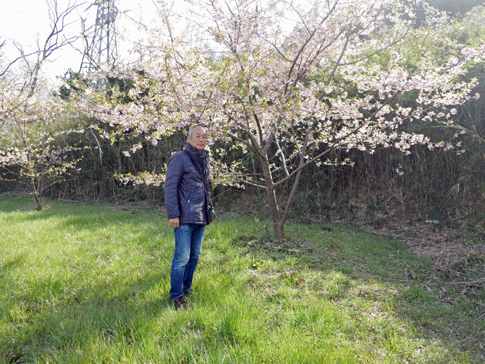 大ショック！記念樹の初太郎桜が伐られた9・20_c0014967_17301518.jpg