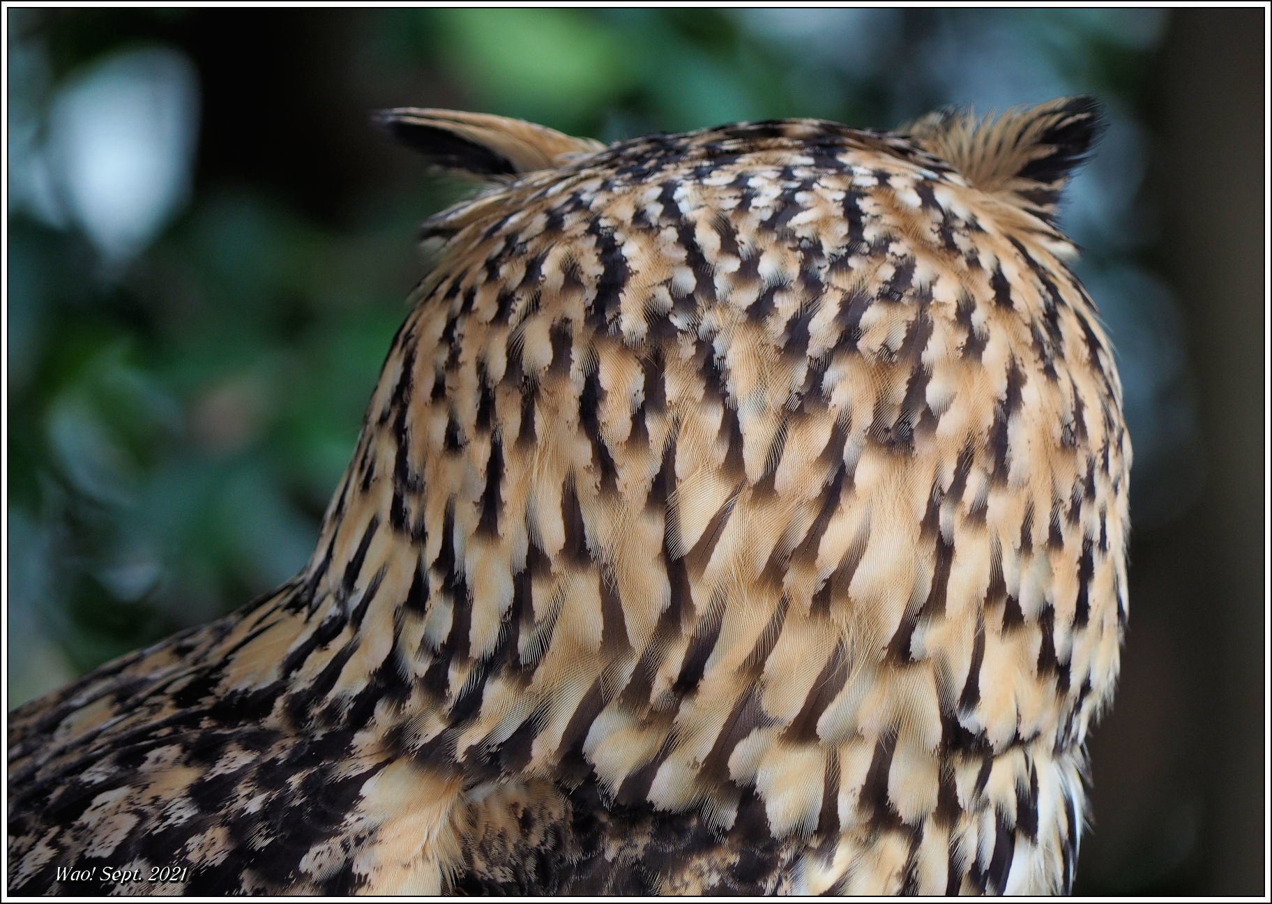 間近で見れるベンガルワシミミズク : 野鳥の素顔 <野鳥と日々の出来事>