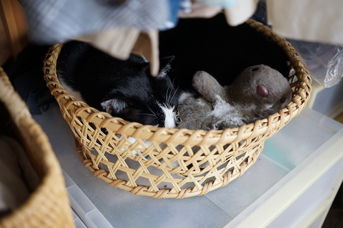 本［猫のいる暮らし、猫のいる部屋］_c0197671_12495811.jpg