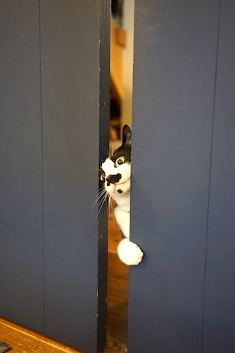 本［猫のいる暮らし、猫のいる部屋］_c0197671_12594903.jpg
