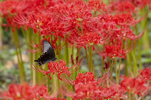 鎌倉 英勝寺の彼岸花 曼珠沙華 エーデルワイスブログ