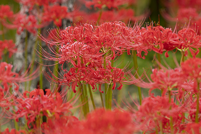 鎌倉 英勝寺の彼岸花 曼珠沙華 エーデルワイスブログ