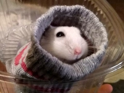 シロたん、虹の橋を渡る_d0006400_00200473.jpg