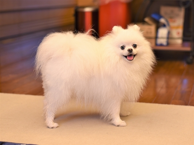 パピーとは触れ合いたくない?_d0360206_19123824.jpg