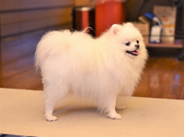 パピーとは触れ合いたくない?_d0360206_19123874.jpg