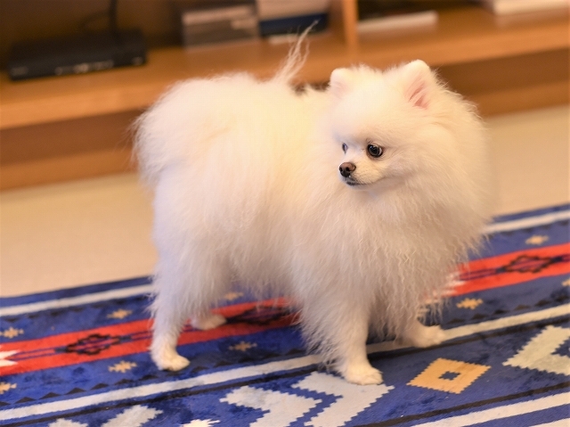 パピーとは触れ合いたくない?_d0360206_19123913.jpg