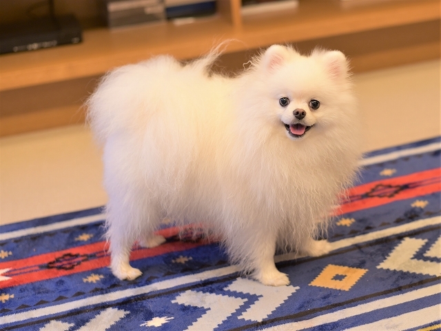 パピーとは触れ合いたくない?_d0360206_19124493.jpg