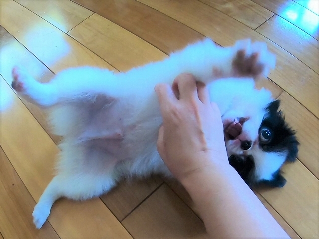 パピーとは触れ合いたくない?_d0360206_19124594.jpg