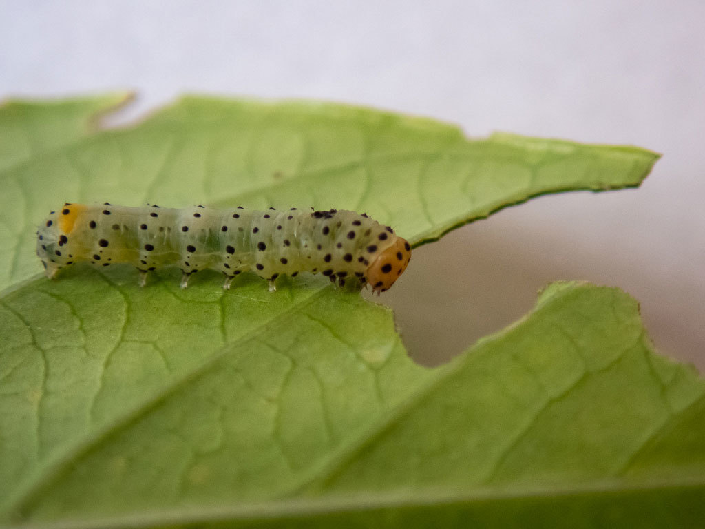 クチナシの葉がボロボロに食べられていたのでオオスカシバと思いましたが 昆虫ブログ むし探検広場
