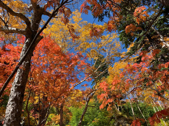 高原温泉へ紅葉&#127809;見に行ってきましたよ&#128516;_f0096216_08190894.jpg