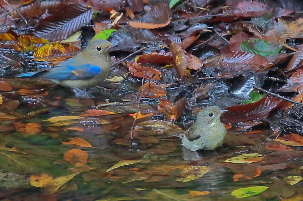 寒~いお山の水場、オオルリの若とキビタキの若が未だ居た_e0413627_09001145.jpg