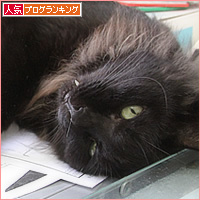 猫のお手伝い_a0389088_14214536.jpg